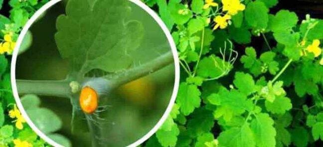 Tırnak mantar tedavisi için celandine