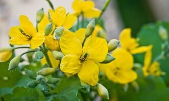 Bacakların mantarını tedavi etmenin halk yöntemleri